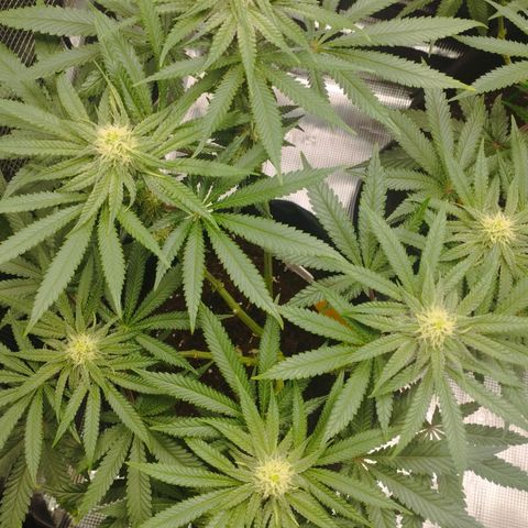 Northern Light growlog timeline photo