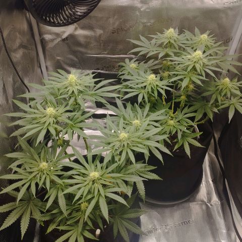 Northern Light growlog timeline photo