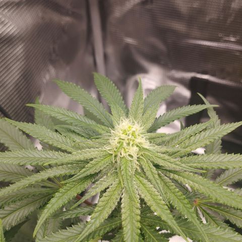 Northern Light growlog timeline photo
