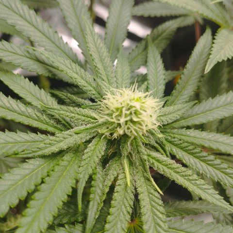 Northern Light growlog timeline photo