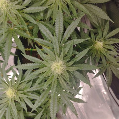 Northern Light growlog timeline photo