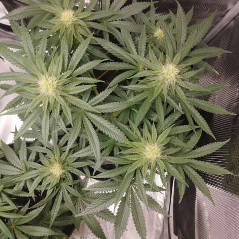 Northern Light growlog timeline photo
