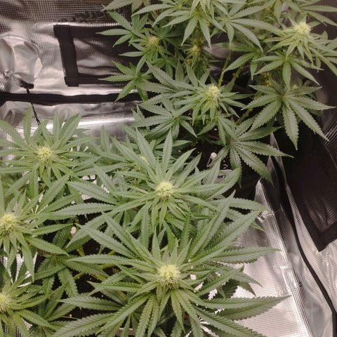 Northern Light growlog timeline photo