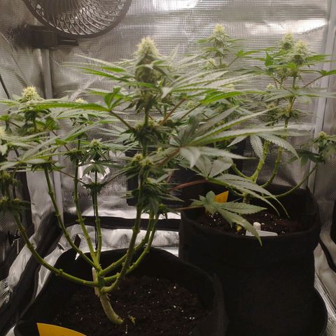 Northern Light growlog timeline photo