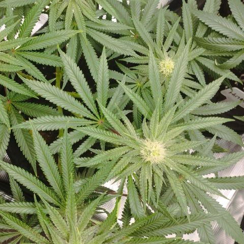Northern Light growlog timeline photo