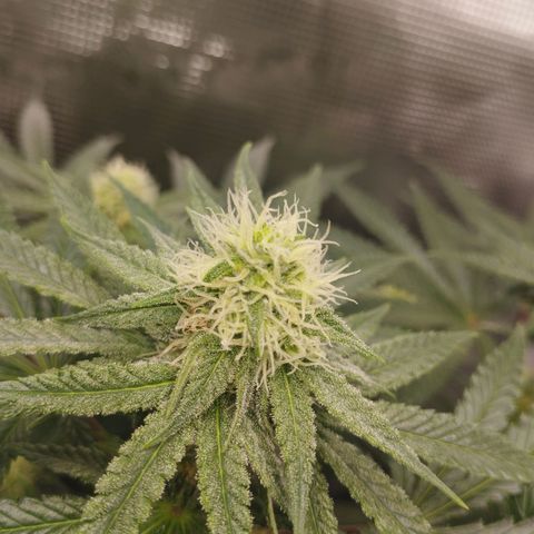 Northern Light growlog timeline photo