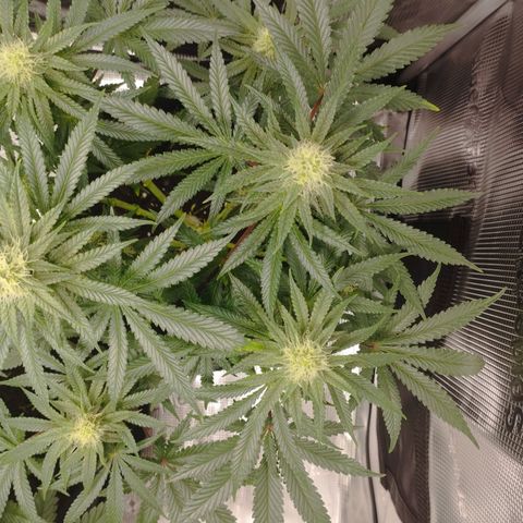 Northern Light growlog timeline photo
