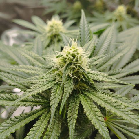 Northern Light growlog timeline photo