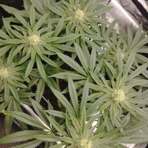 Northern Light growlog timeline photo