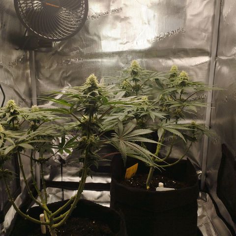 Northern Light growlog timeline photo