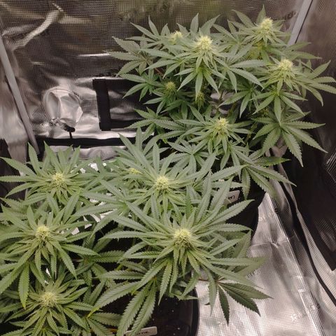 Northern Light growlog timeline photo