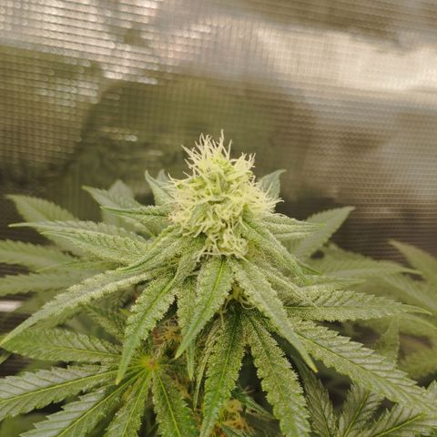 Northern Light growlog timeline photo