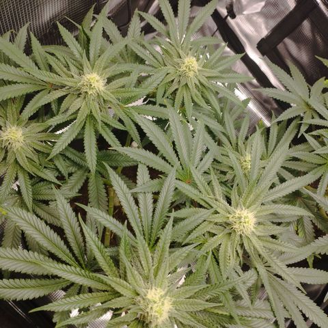 Northern Light growlog timeline photo