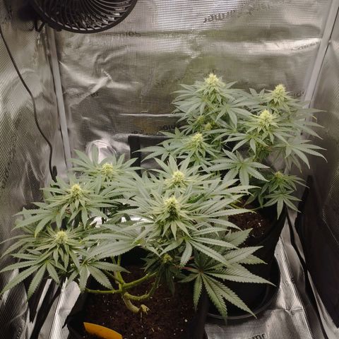 Northern Light growlog timeline photo