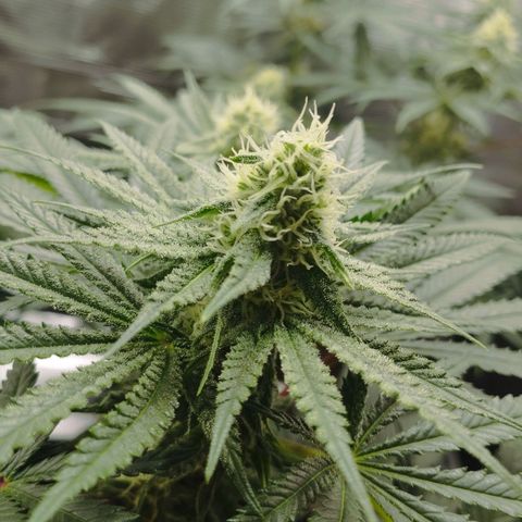 Northern Light growlog timeline photo