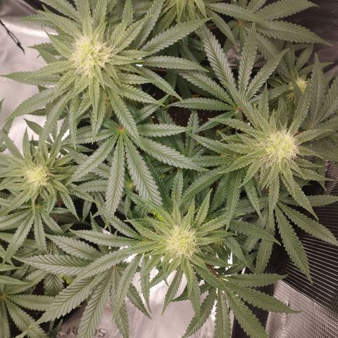 Northern Light growlog timeline photo