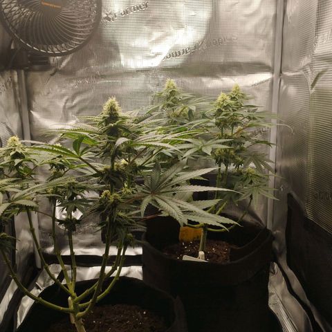 Northern Light growlog timeline photo