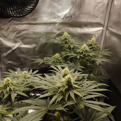 Northern Light growlog timeline photo