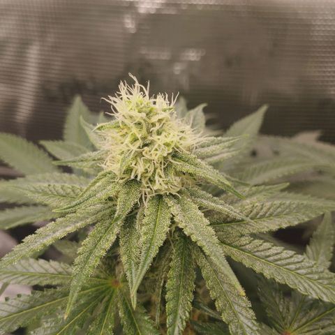 Northern Light growlog timeline photo