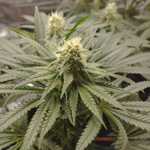 Northern Light growlog timeline photo