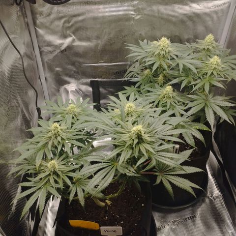 Northern Light growlog timeline photo