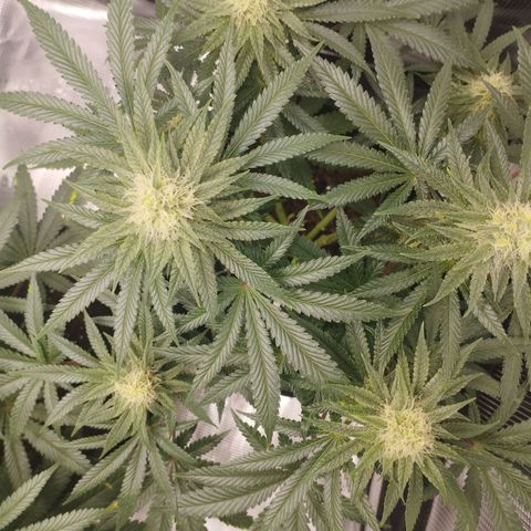 Northern Light growlog timeline photo