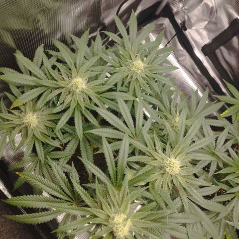 Northern Light growlog timeline photo