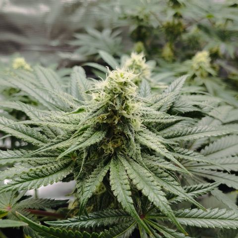 Northern Light growlog timeline photo