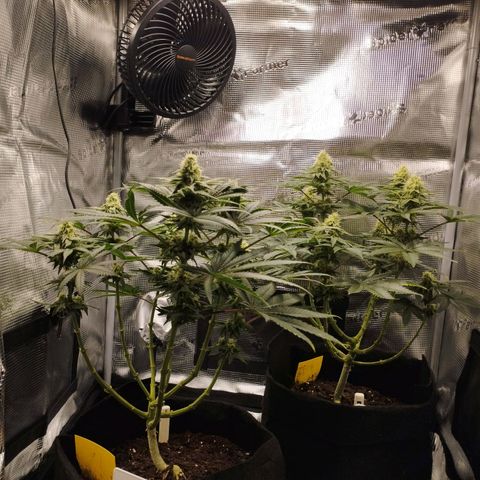 Northern Light growlog timeline photo