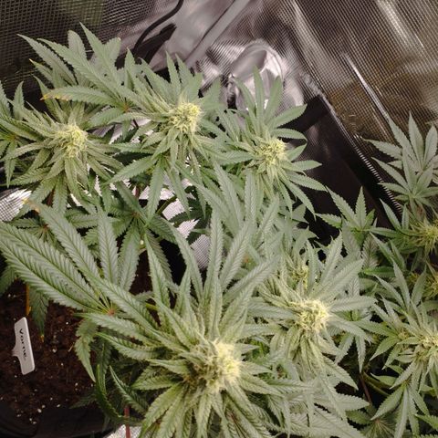 Northern Light growlog timeline photo