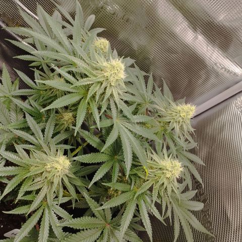 Northern Light growlog timeline photo