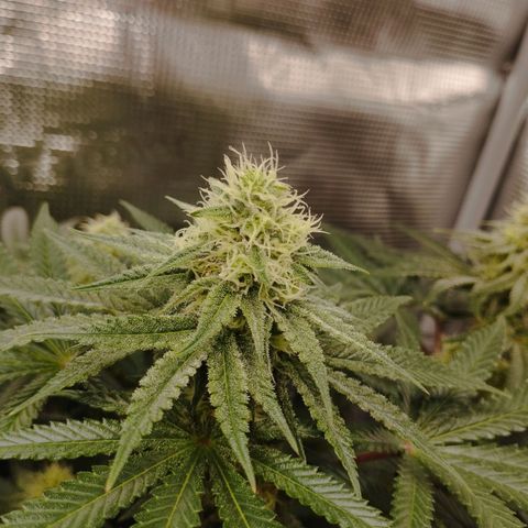 Northern Light growlog timeline photo