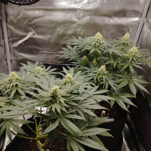 Northern Light growlog timeline photo