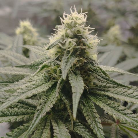 Northern Light growlog timeline photo