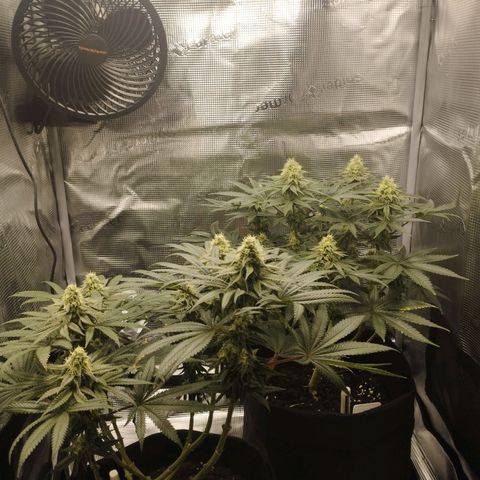 Northern Light growlog timeline photo