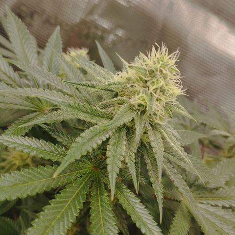 Northern Light growlog timeline photo