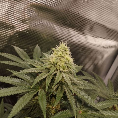 Northern Light growlog timeline photo