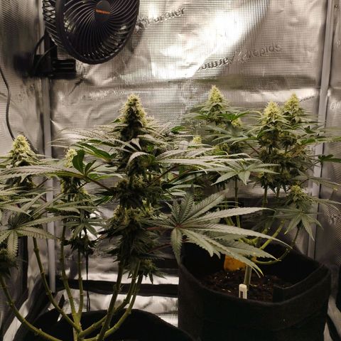 Northern Light growlog timeline photo