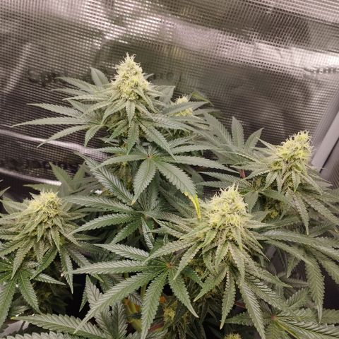 Northern Light growlog timeline photo