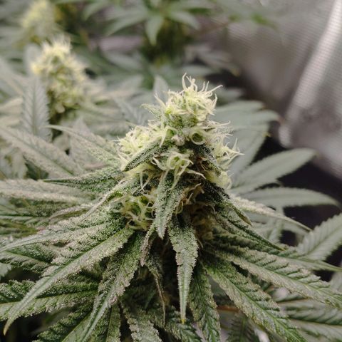 Northern Light growlog timeline photo