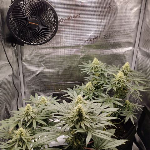 Northern Light growlog timeline photo