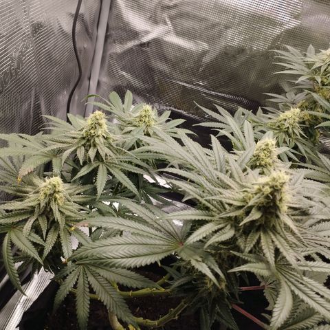 Northern Light growlog timeline photo