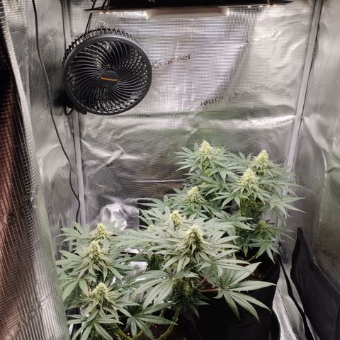 Northern Light growlog timeline photo