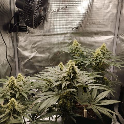 Northern Light growlog timeline photo