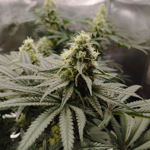 Northern Light growlog timeline photo
