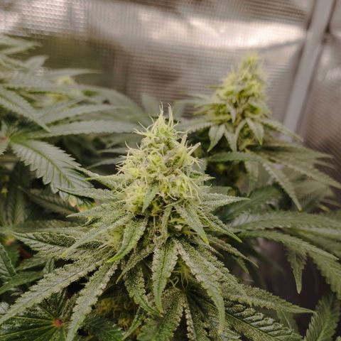 Northern Light growlog timeline photo