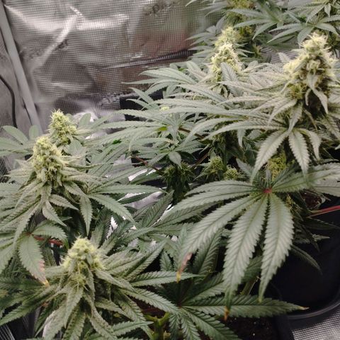 Northern Light growlog timeline photo