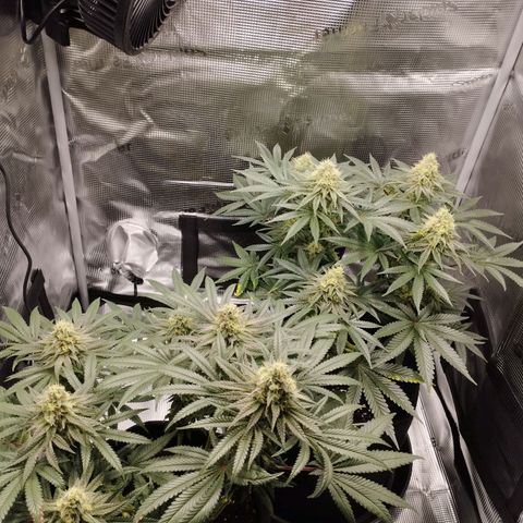 Northern Light growlog timeline photo