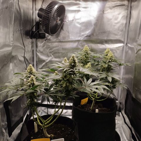 Northern Light growlog timeline photo