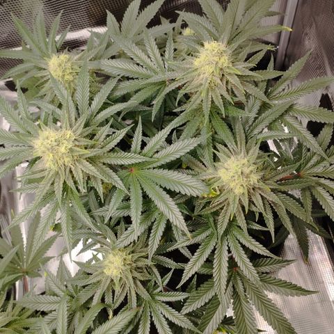 Northern Light growlog timeline photo